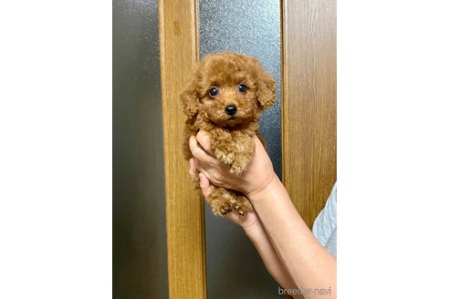 成約済の兵庫県のティーカッププードル-347540の5枚目